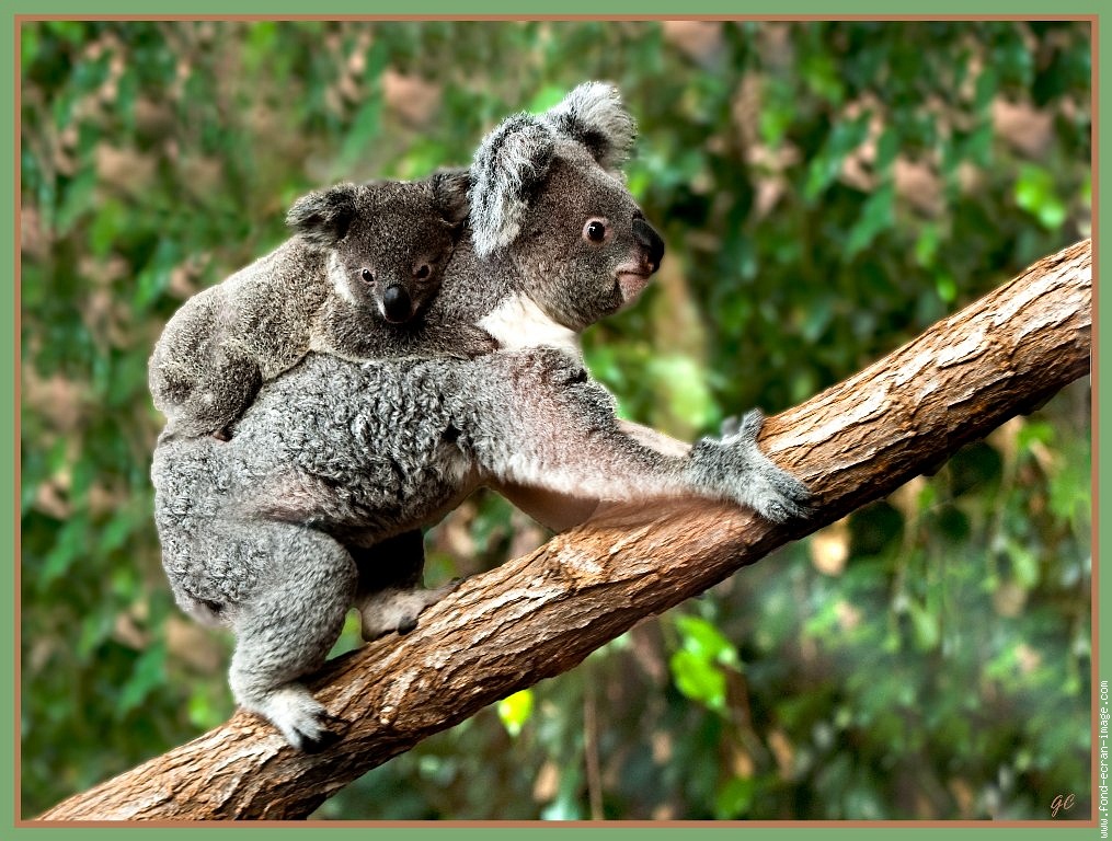 Красная коала. Тасмания коала. Коала бежит. Коала бегает. Брачный период.